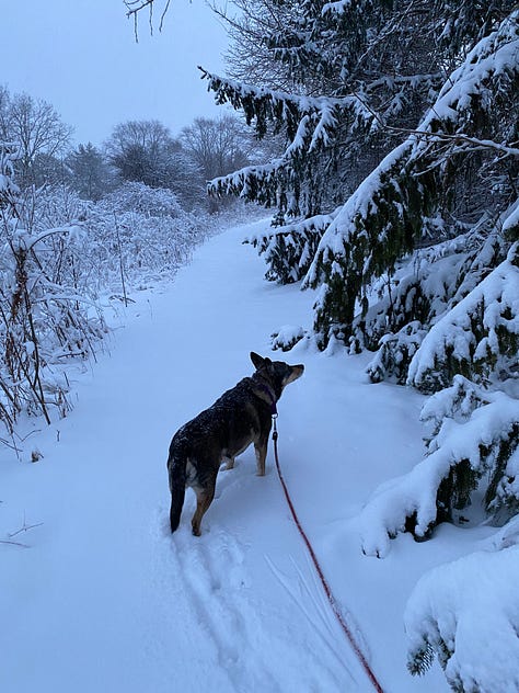 On a perfect wintery day on the Lakeshore Park trails