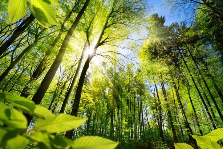 Forest in sunlight