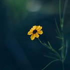Connection to our Guides, the Divine, and our Greater Purpose - Week 4