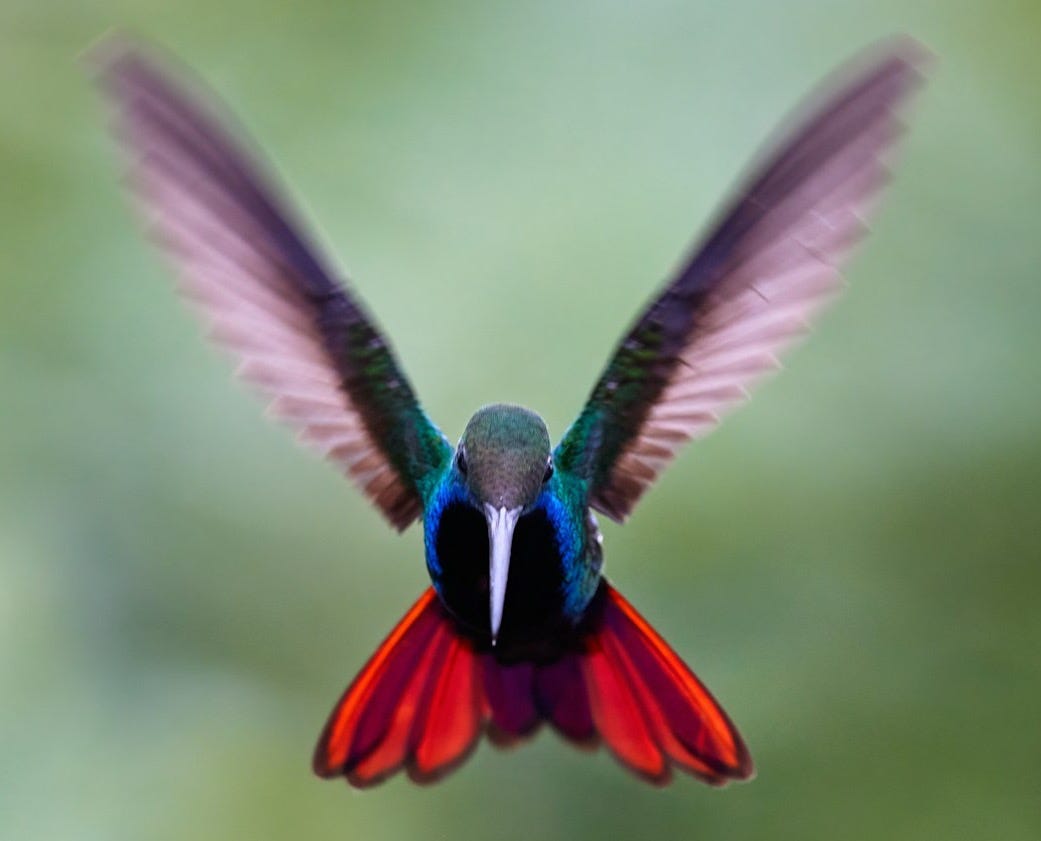 a colorful bird flying through the air