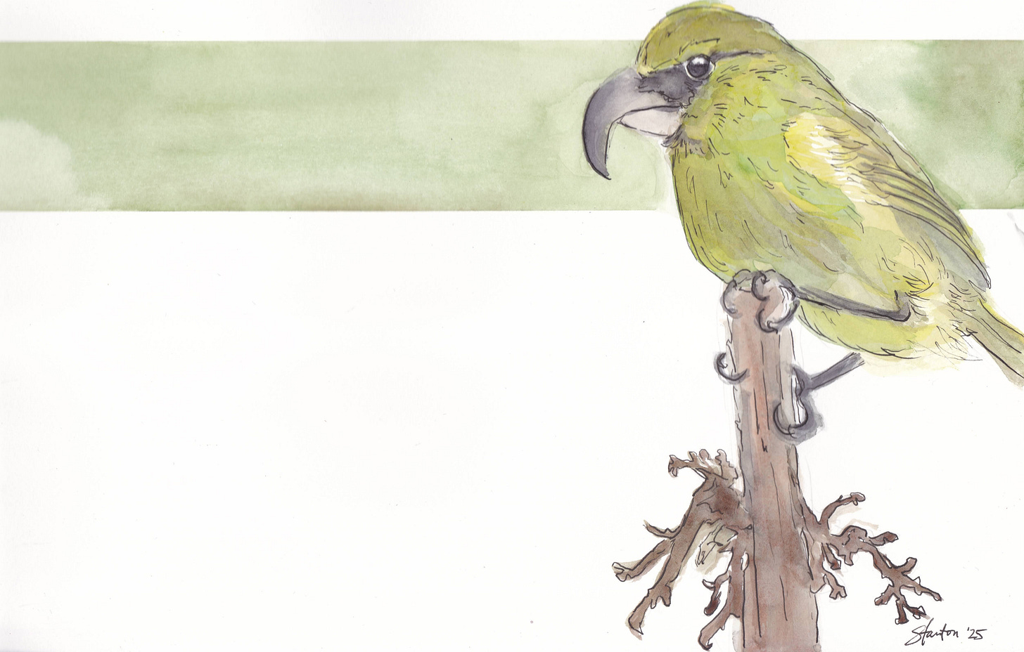 Drawing with watercolors of a Kiwikiu on a post with lichens, by Stanton Chan, 2025