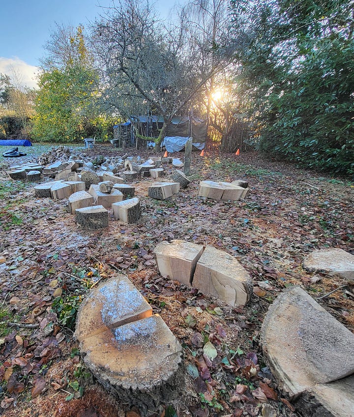 7 images. 1: ash trees lush with growth. 2: huge woodpile of wood rings. 3: Joe, wearing safety glasses, standing beside the wood splitter. 4: a lot done, a lot more to do 5: same space cleared of most logs except for huge wood rings which have been split by a chain saw. 5: 'The Igloo'. 6: homely woodburning stove, with with warm fire burning.