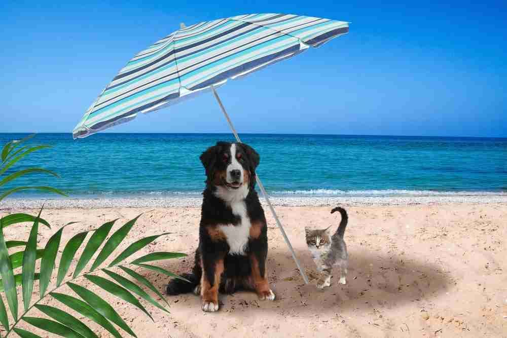 Obviously Photoshopped image of a cat and dog under a striped blue and white umbrella on a beach with blue ocean in the background and a plant in the foreground.