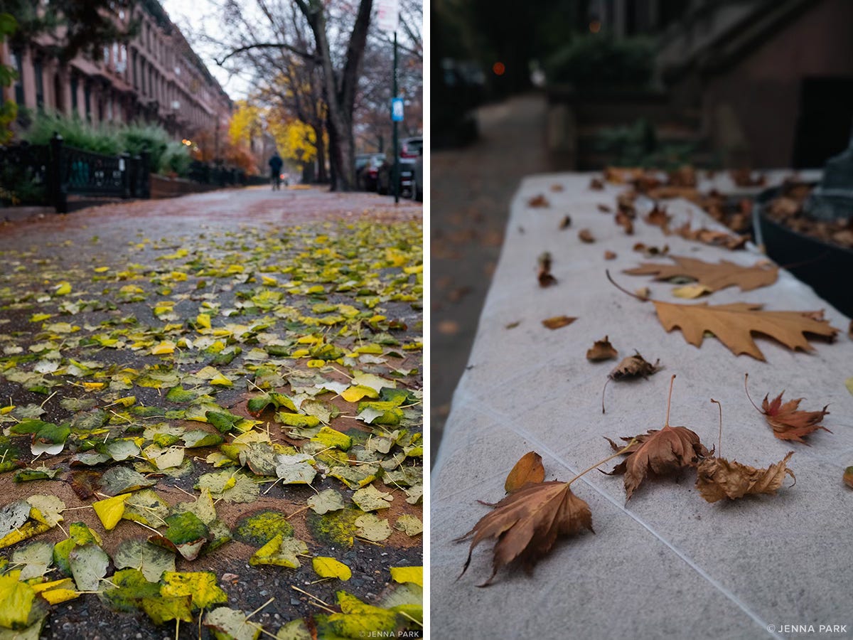 The very last Fall leaves