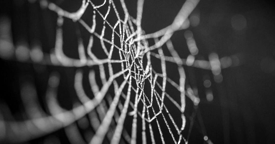 selective focus photography of spiderweb