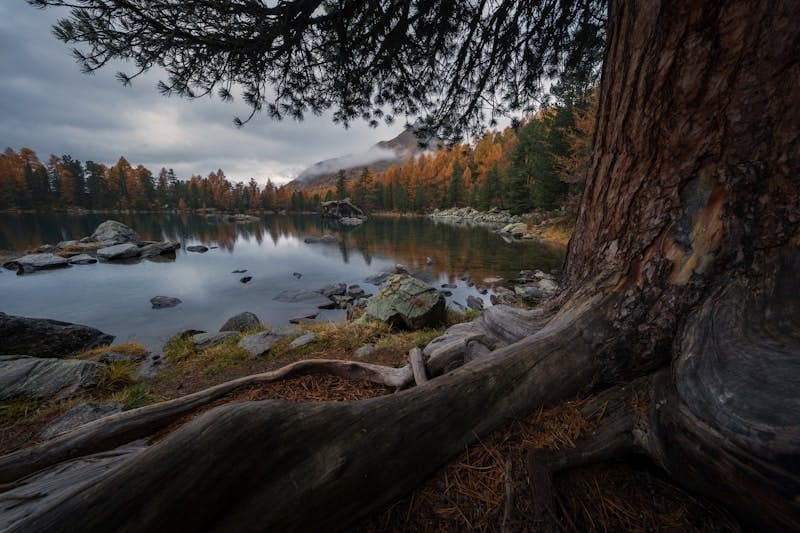 A tree that is next to a body of water