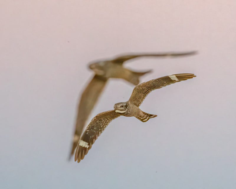 20200525_Marana-163-Edit 2.jpg 20200525_Marana-163-Edit 2.jpg