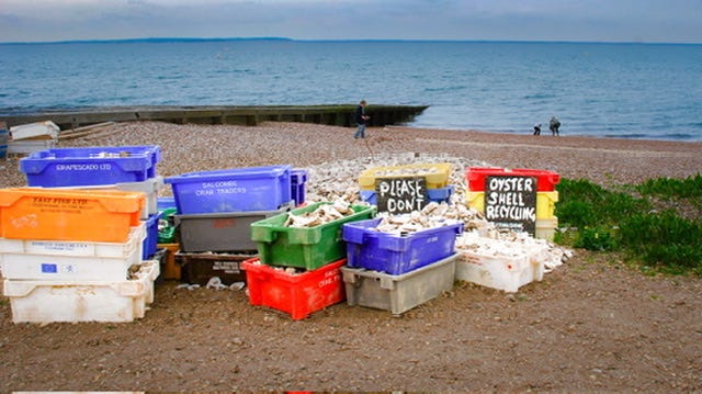Stacks of colorful plastic crates labeled for oyster shell recycling stand on a pebbled beach near the sea, filled with white oyster shells under a cloudy sky.