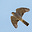 Aron Sperber's avatar