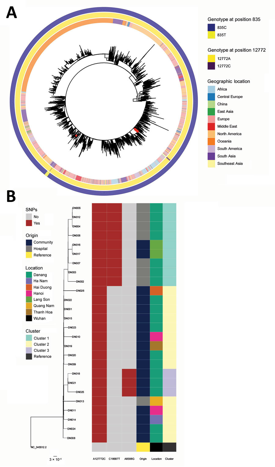 Maximum likelihood phylogenetic trees of SARS-CoV-2 B.1.1 lineage sequences globally and sequences from Danang, Vietnam. A) Global maximum-likelihood phylogenetic tree of SARS-CoV-2 B.1.1 lineage. The phylogeny was inferred with the general time-reversible plus frequencies model using 1,000 bootstrap replicates. Red dots represent viruses from the Danang cluster. The outer ring shows lineage as determined using Pangolin (https://github.com/cov-lineages/pangolin/releases/tag/v2.3.0), and the inner ring shows the geographic location of collection. B) Maximum-likelihood phylogenetic tree built from 26 Danang-related SARS-CoV-2 sequences (represented by DN plus a 3-digit number); the Wuhan strain genome (GenBank accession no. NC_045512.2) is an outgroup. Columns to the right show the nucleotide variation in 3 locations on the SARS-CoV-2 genome that define phylogenetic clusters in the Danang cluster with their origin, the location the patients were found, and the cluster of the sequence. The ModelFinder Plus option Hasegawa-Kishino-Yano substitution model, including modelling of amino acid frequencies was the best model for these samples. Scale bar indicates substitutions per site. SARS-CoV-2, severe acute respiratory syndrome coronavirus 2. Maximum likelihood phylogenetic trees of SARS-CoV-2 B.1.1 lineage sequences globally and sequences from Danang, Vietnam. A) Global maximum-likelihood phylogenetic tree of SARS-CoV-2 B.1.1 lineage. The phylogeny was inferred with the general time-reversible plus frequencies model using 1,000 bootstrap replicates. Red dots represent viruses from the Danang cluster. The outer ring shows lineage as determined using Pangolin (https://github.com/cov-lineages/pangolin/releases/tag/v2.3.0), and the inner ring shows the geographic location of collection. B) Maximum-likelihood phylogenetic tree built from 26 Danang-related SARS-CoV-2 sequences (represented by DN plus a 3-digit number); the Wuhan strain genome (GenBank accession no. NC_045512.2) is an outgroup. Columns to the right show the nucleotide variation in 3 locations on the SARS-CoV-2 genome that define phylogenetic clusters in the Danang cluster with their origin, the location the patients were found, and the cluster of the sequence. The ModelFinder Plus option Hasegawa-Kishino-Yano substitution model, including modelling of amino acid frequencies was the best model for these samples. Scale bar indicates substitutions per site. SARS-CoV-2, severe acute respiratory syndrome coronavirus 2.