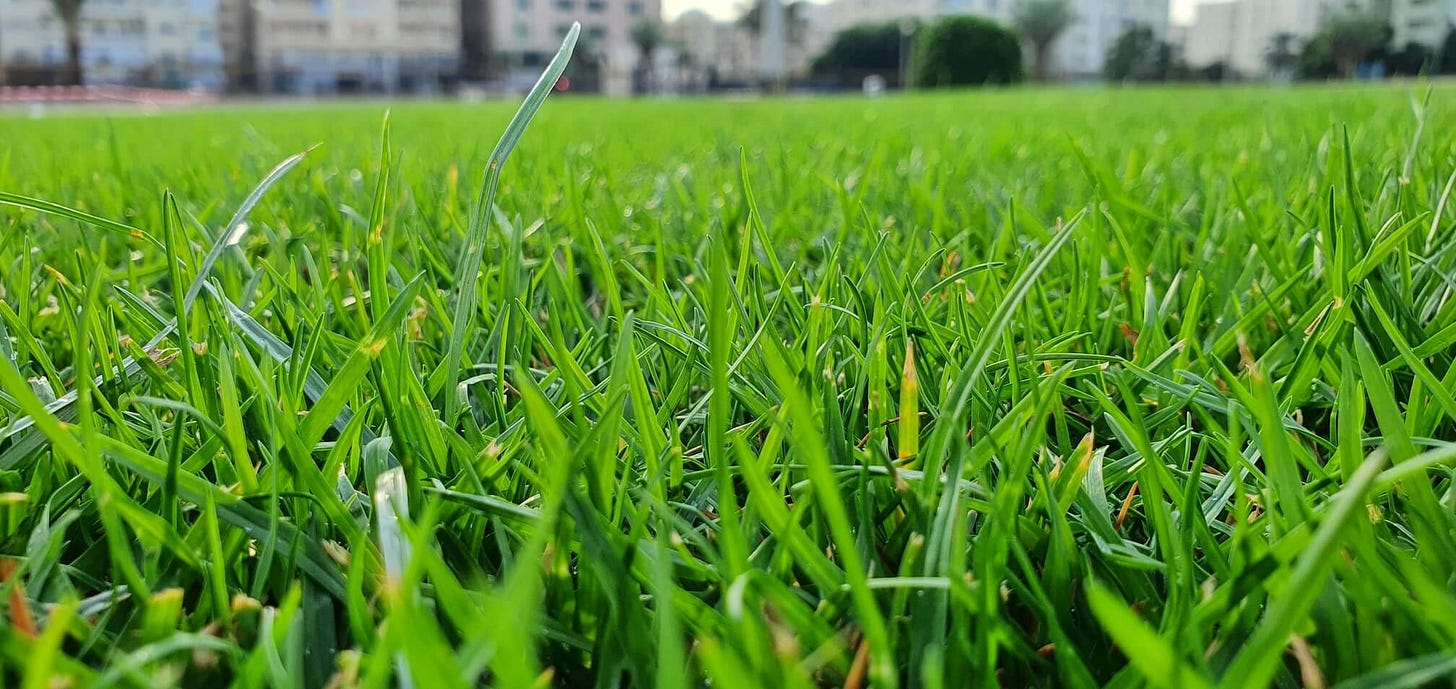 Smell of freshly cut grass - Wikipedia Smell of freshly cut grass - Wikipedia