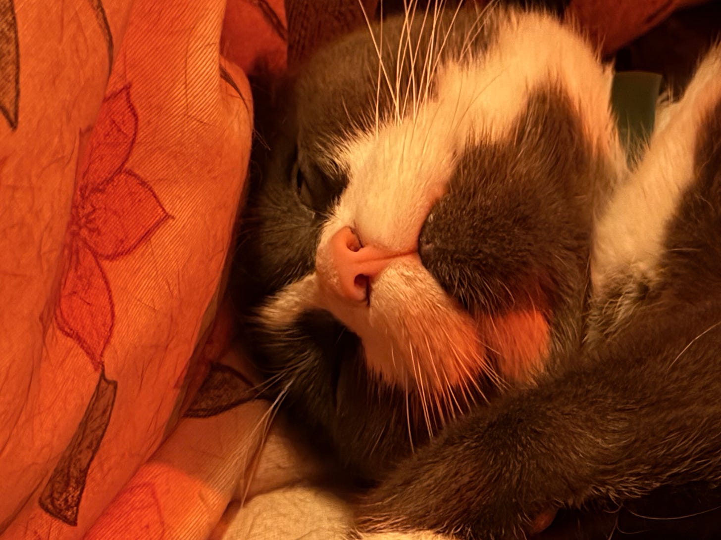 Close-up of Monty, a black-and-white cat, lying upside down in warm orange bedding, his pink nose and white whiskers filling the frame as he dozes peacefully.