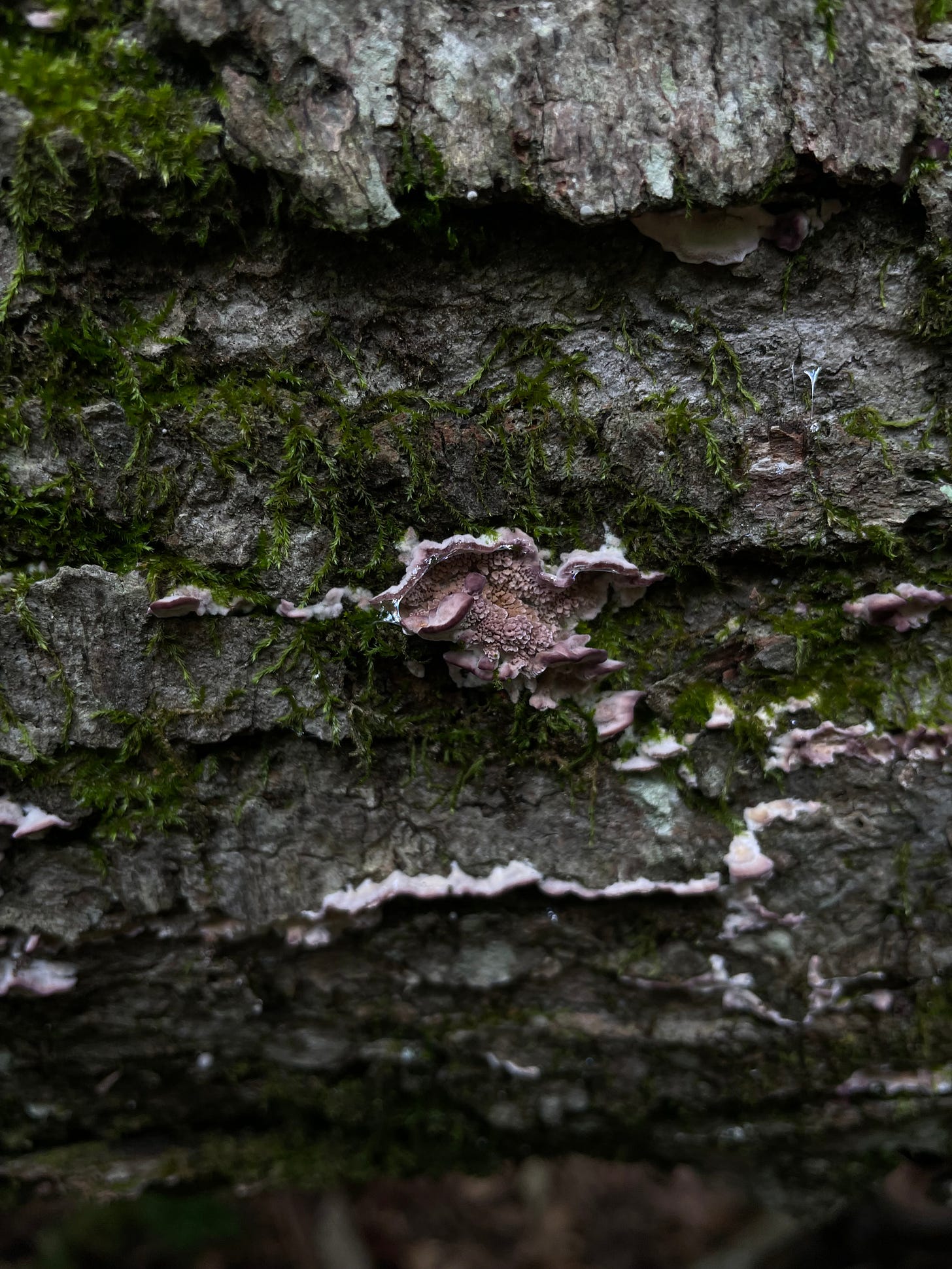 a shelf mushroom growing on a mossy log