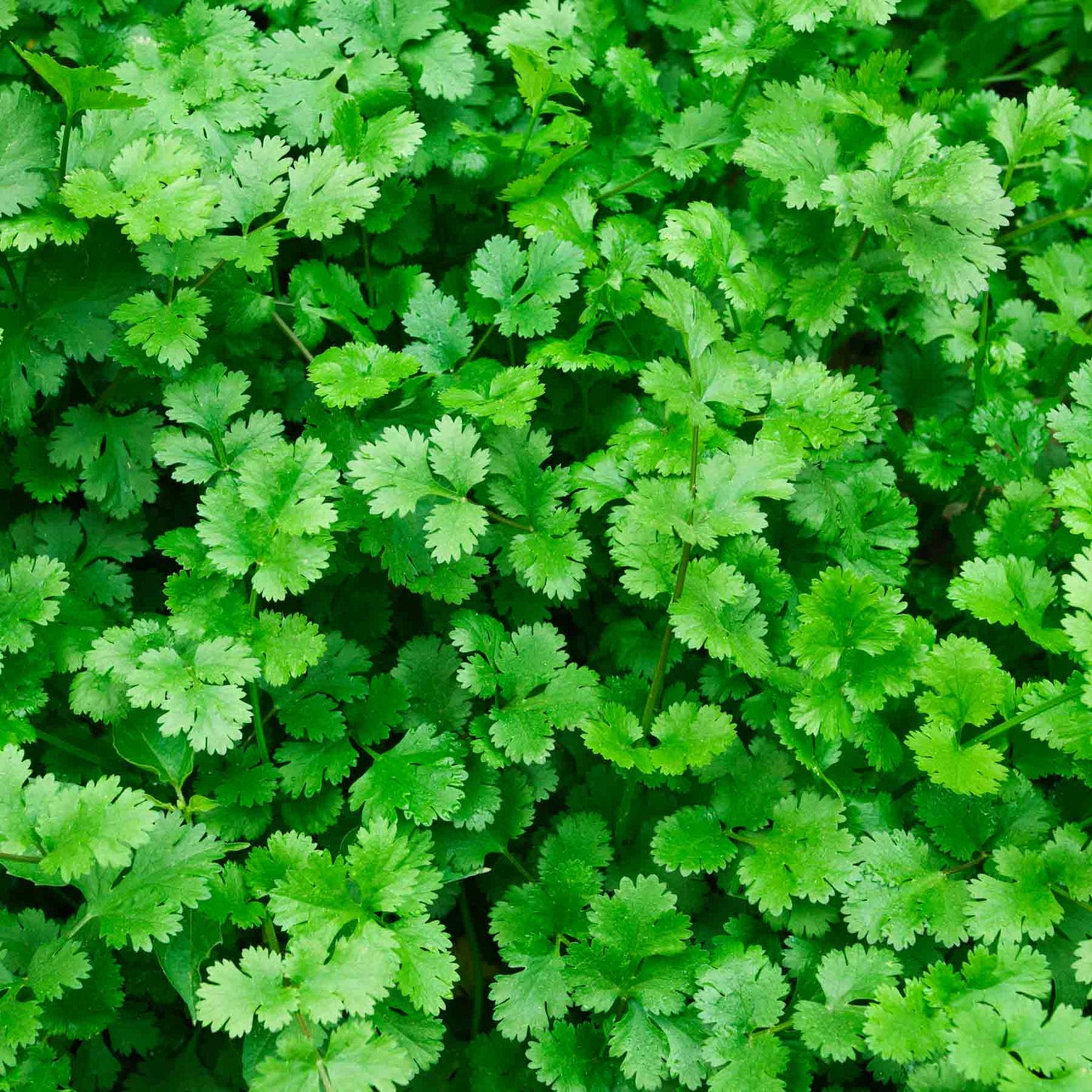 How to Grow Cilantro in a Pot or in Your Garden – Bonnie Plants