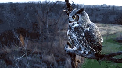 Chanandler Bong, Antifa Transponster. Tabs, Tues., Feb. 3, 2026