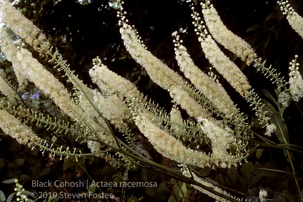 Black cohosh in commerce.