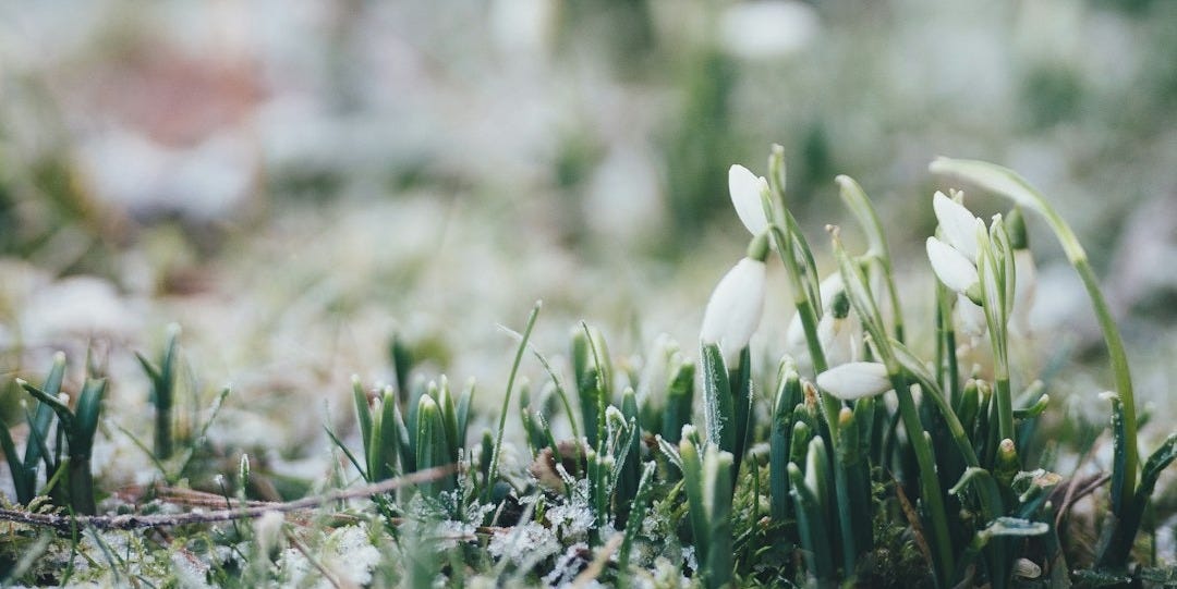 selective focus photo of white flowerbud selective focus photo of white flowerbud