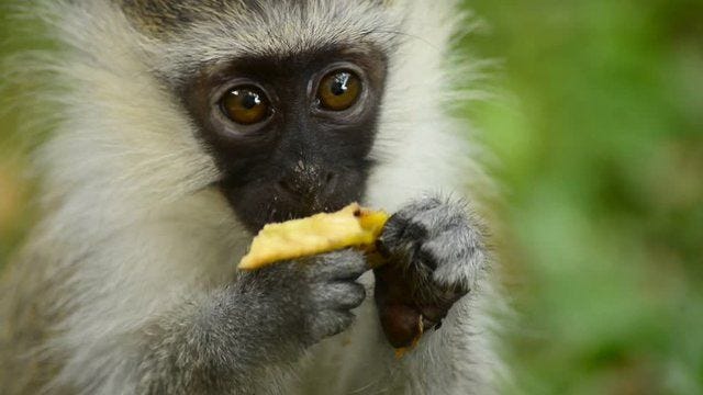 Vervet Monkey in Lake Nkuruba, Uganda.