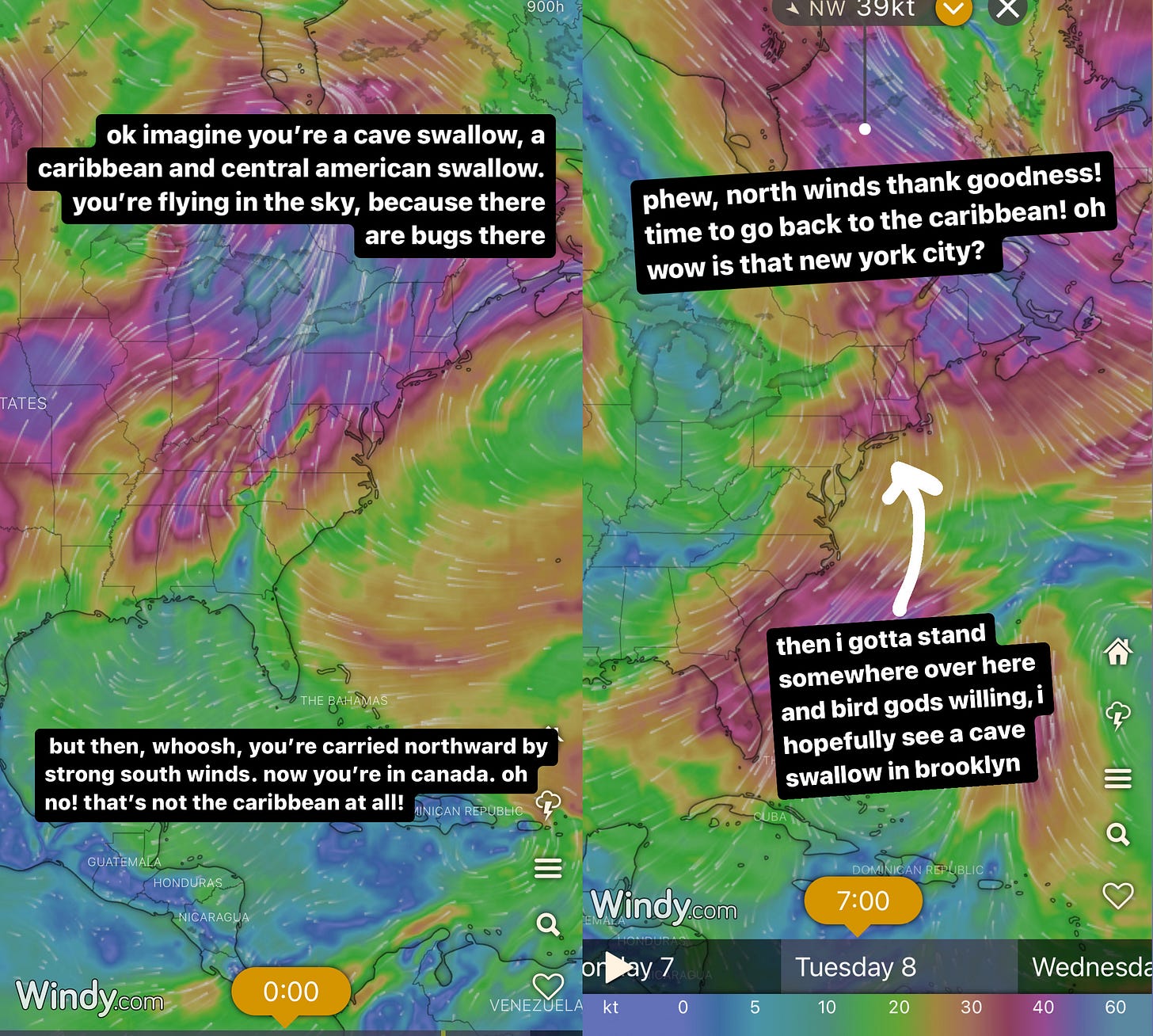 two wind maps of the eastern united states with superimposed text. the left map shows strong winds coming from the southwest, with the caption "ok, imagine you're a cave swallow, a caribbean and central american swallow. you're flying in the sky, because there are bugs there. but then, whoosh, you're carried northward by strong south winds. now you're in canada. oh no! that's not the caribbeam at all!" then the righthand map shows the wind coming from the northwest with the caption "phew, north winds thank goodness! time to go back to the caribbean! oh wow is that new york city?" then, under an arrow pointing long island, "then i gotta stand somewhere over here, and bird gods willing, i hopefully see a cave swallow in brooklyn" two wind maps of the eastern united states with superimposed text. the left map shows strong winds coming from the southwest, with the caption "ok, imagine you're a cave swallow, a caribbean and central american swallow. you're flying in the sky, because there are bugs there. but then, whoosh, you're carried northward by strong south winds. now you're in canada. oh no! that's not the caribbeam at all!" then the righthand map shows the wind coming from the northwest with the caption "phew, north winds thank goodness! time to go back to the caribbean! oh wow is that new york city?" then, under an arrow pointing long island, "then i gotta stand somewhere over here, and bird gods willing, i hopefully see a cave swallow in brooklyn"