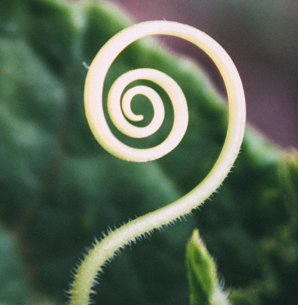close up of a white spiraling form rising from dark green plants