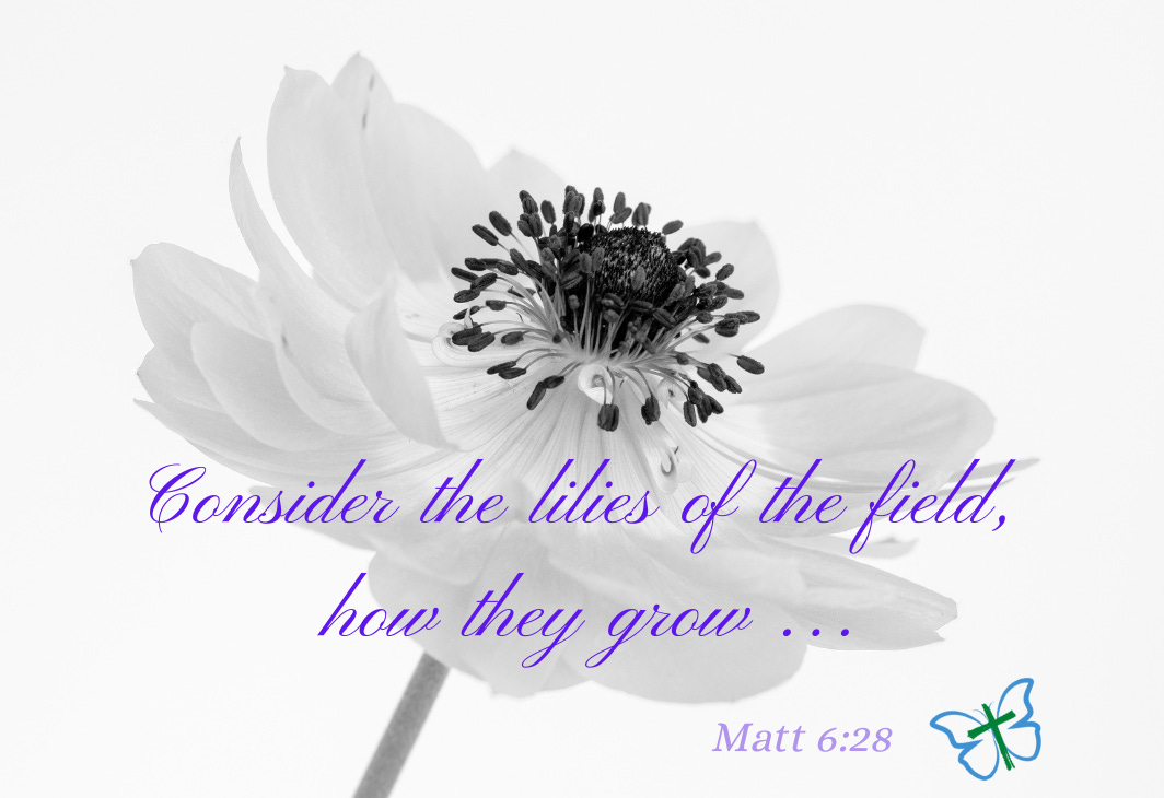 lilies of the field