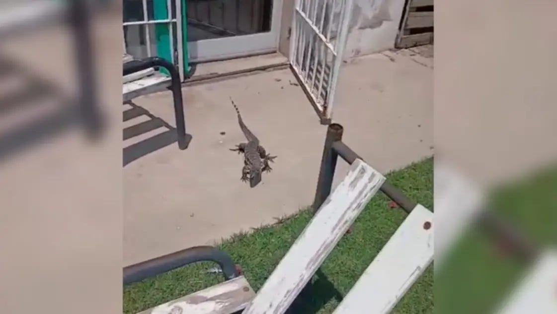 Tiene un lagarto en el patio y ni el Municipio ni Defensa Civil le dan respuestas Tiene un lagarto en el patio y ni el Municipio ni Defensa Civil le dan respuestas