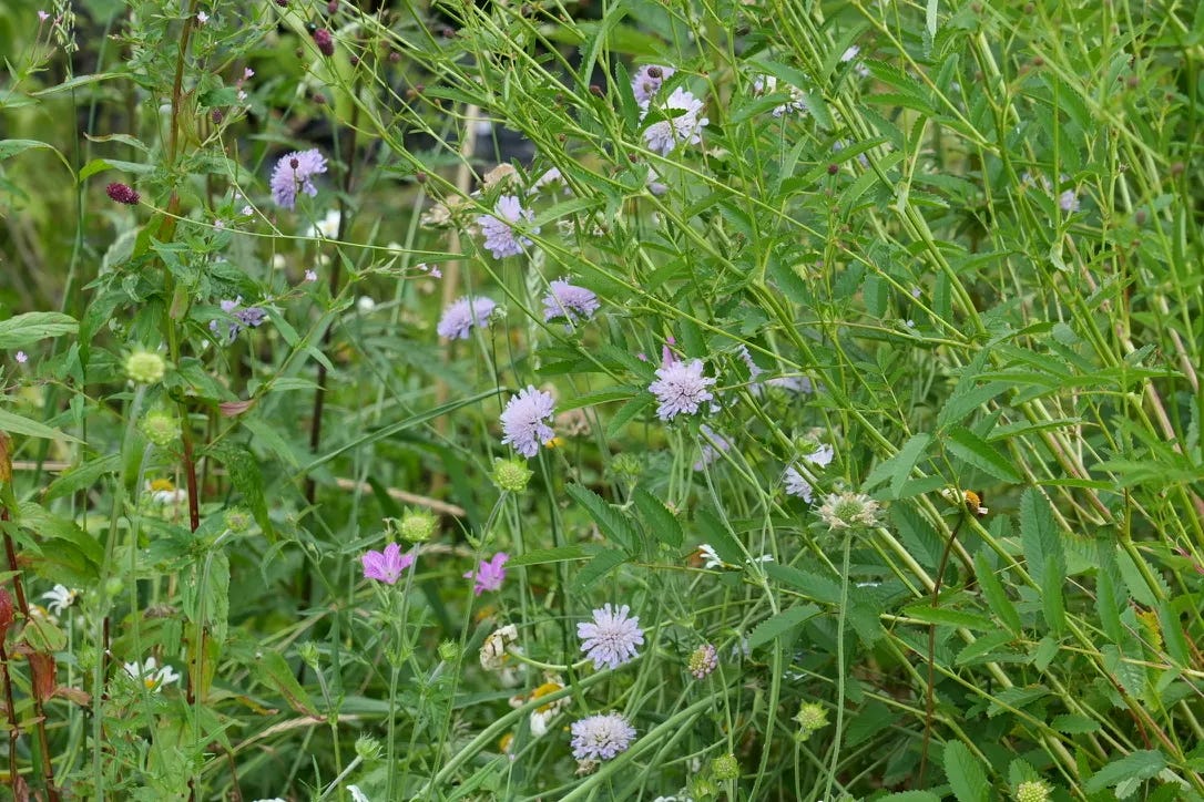 Knautia arvensis | field scabious Knautia arvensis | field scabious