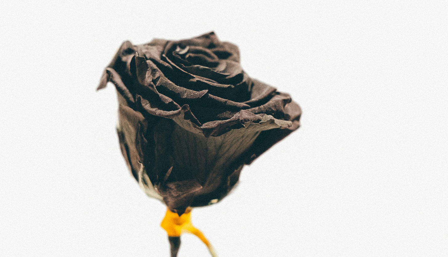 close-up photography of black rose close-up photography of black rose