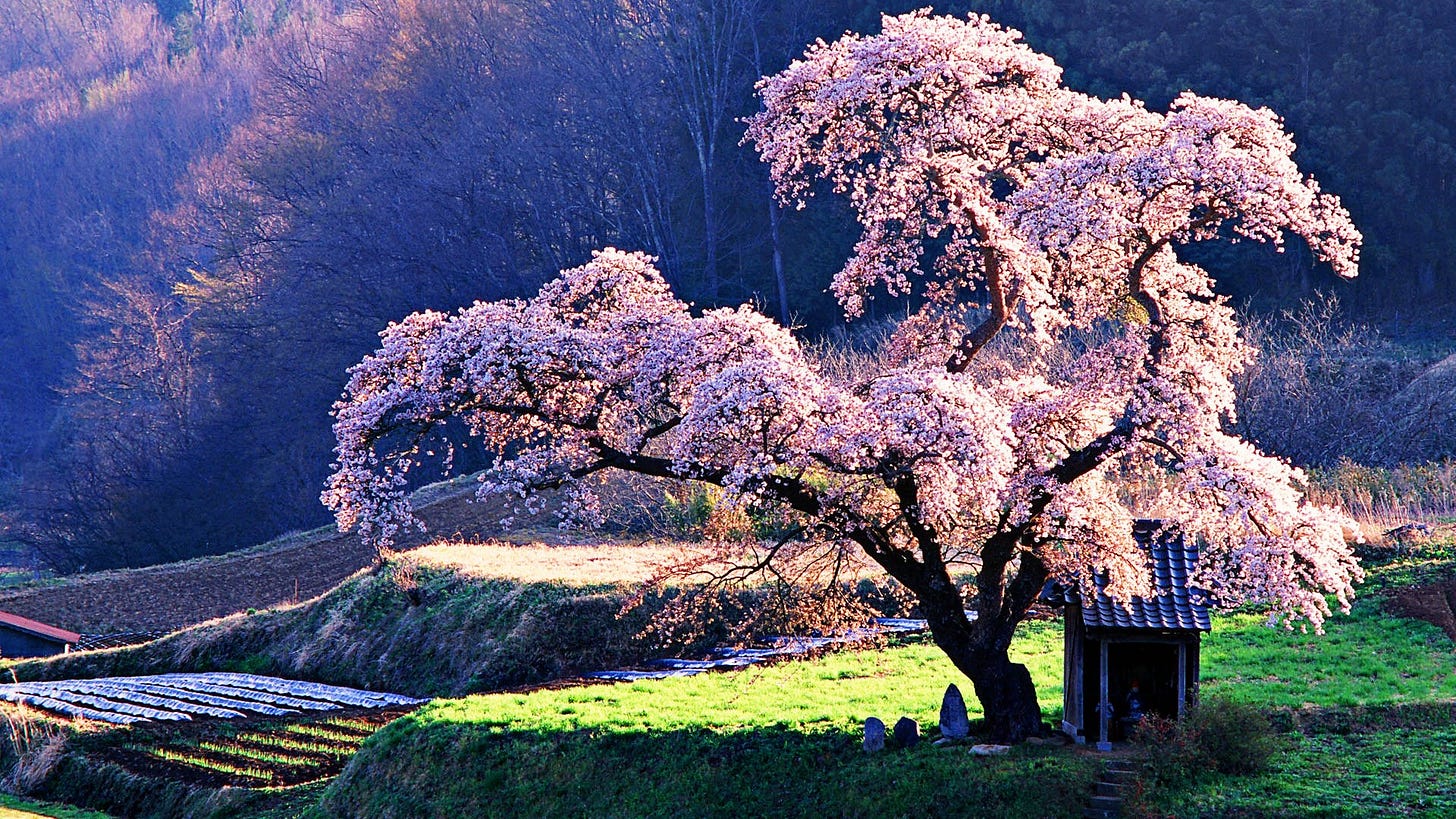 The 18 Most Beautiful Trees in the World
