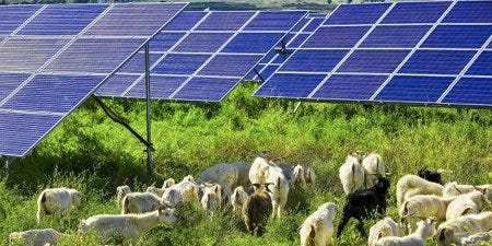 Des moutons broutant sous des panneaux solaires Des moutons broutant sous des panneaux solaires
