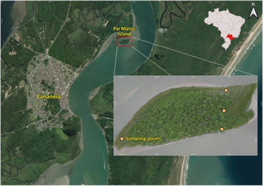 Mapa de localização da Ilha Pai Matos, em Cananéia, no litoral sul do Estado de São Paulo. A imagem de satélite mostra a área urbana de Cananéia à esquerda, a ilha ao centro e, à direita, a faixa do litoral. A Ilha Pai Matos é destacada por um contorno vermelho. No canto superior direito, um mapa do Brasil indica a localização do Estado de São Paulo, marcado em vermelho. Em destaque, uma imagem ampliada da ilha mostra uma área predominantemente coberta por vegetação de manguezal, com quatro pontos laranjas que indicam os locais de amostragem da pesquisa. Mapa de localização da Ilha Pai Matos, em Cananéia, no litoral sul do Estado de São Paulo. A imagem de satélite mostra a área urbana de Cananéia à esquerda, a ilha ao centro e, à direita, a faixa do litoral. A Ilha Pai Matos é destacada por um contorno vermelho. No canto superior direito, um mapa do Brasil indica a localização do Estado de São Paulo, marcado em vermelho. Em destaque, uma imagem ampliada da ilha mostra uma área predominantemente coberta por vegetação de manguezal, com quatro pontos laranjas que indicam os locais de amostragem da pesquisa.