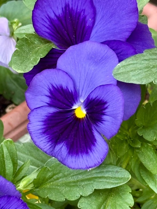 A close up of a purple flower

AI-generated content may be incorrect.