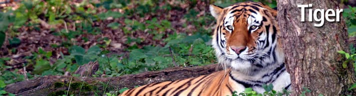 tiger_header
