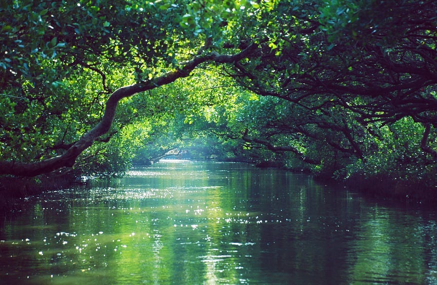 Picture of a forest