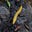 bananaslug's avatar