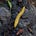 bananaslug's avatar