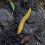 bananaslug's avatar