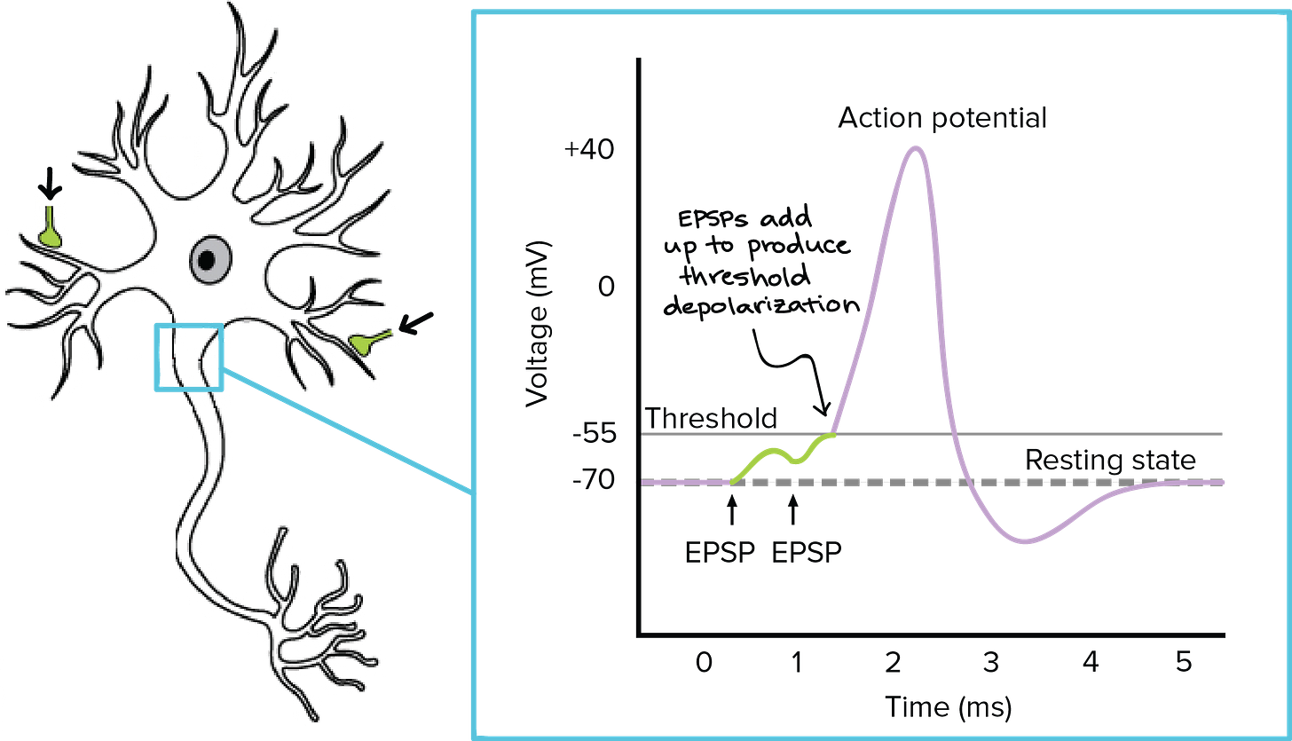 Illustration of spatial summation. A neuron has two synapses onto two different dendrites, both of which are excitatory. Neither synapse produces a large enough excitatory postsynaptic potential, EPSP, when it signals to generate an action potential at the hillock— the place where the axon joins the cell body and where the action potential is initiated. However, when the synapses fire at nearly the same time, the EPSPs add up to produce an above-threshold depolarization, triggering an action potential.

This process is shown on a graph of voltage in millivolts vs. time in milliseconds. The graph monitors the membrane potential—voltage—at the axon hillock. Initially, it is at –70 mV, the resting potential. Then, one synapse fires, resulting in a small depolarization to roughly –60 mV. This is not sufficient to reach the threshold of –55 mV. However, just a tiny bit later, the other synapse fires, and it "adds on" to the first depolarization, resulting in a total depolarization that reaches –55 mV and triggers an action potential—depolarization to +40 mV, followed by a repolarization and hyperpolarization below –90 mV, and then a gradual recovery to –70 mV, the resting membrane potential.