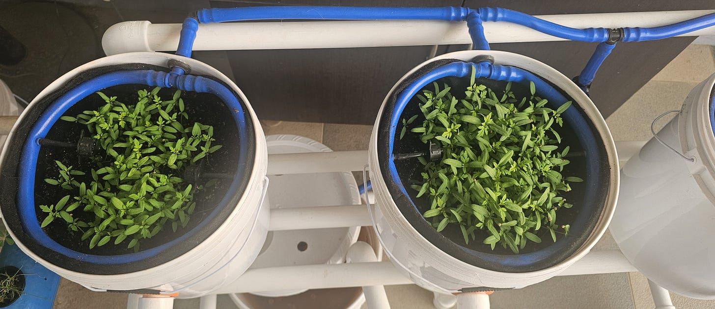 Two Dutch bucket hydroponic planters with blue drip pipes, filled with dense green seedlings germinating on a home terrace in Mysuru, February 2026.