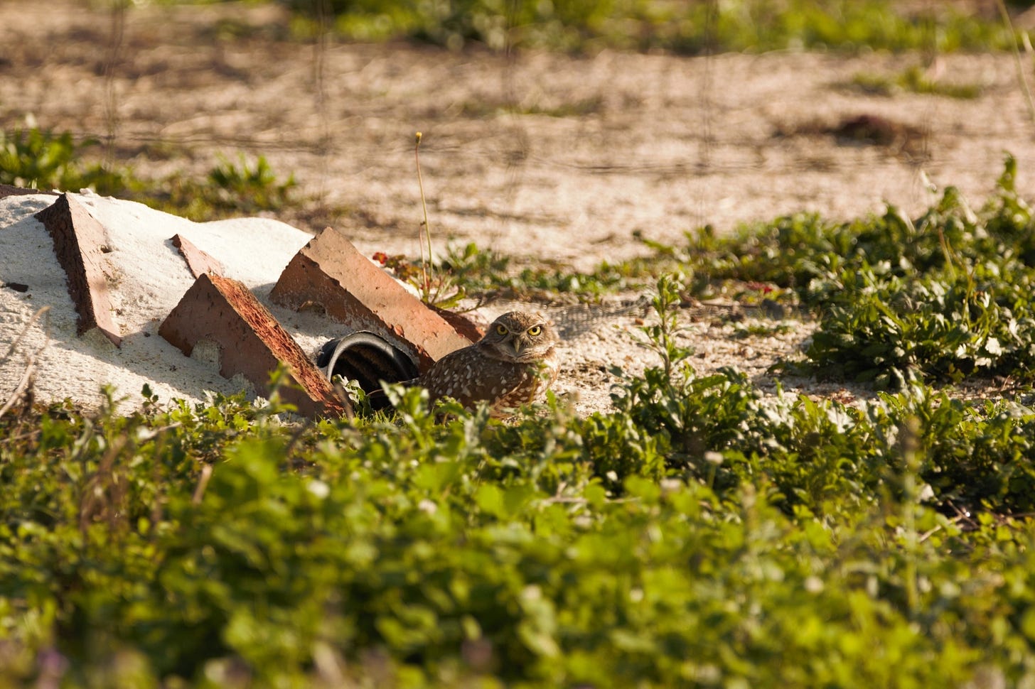 Next to a burrow of manmade objects sits a small brown owl with intense yellow eyes, staring at the viewer.