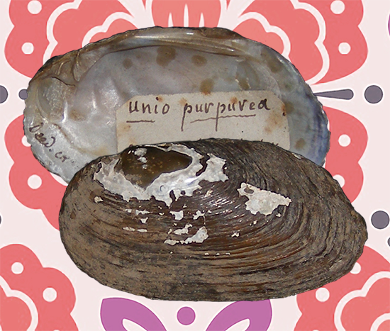 Brown valves with purple-ish nacre on a pink and purple background.