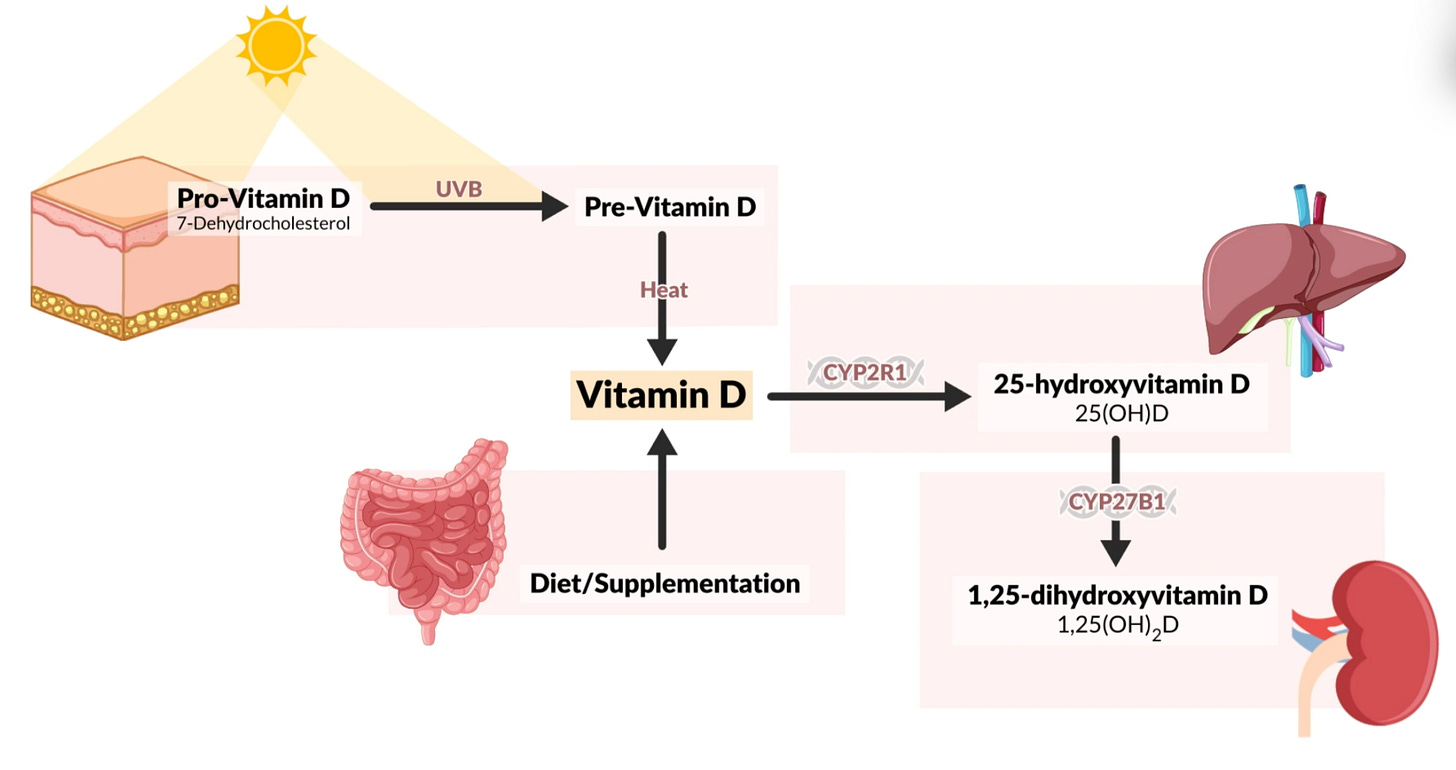 Síntesis Vitamina D Síntesis Vitamina D