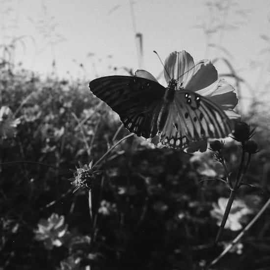 Field Studies by Motherlands