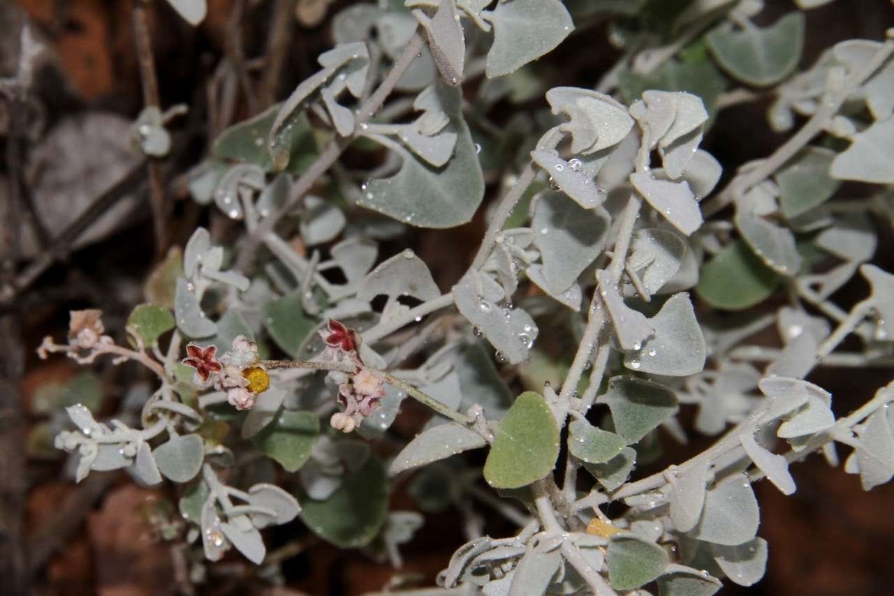 Chenopodium curvispicatum [Plant - ATLAS - R. Best, 2013].jpeg