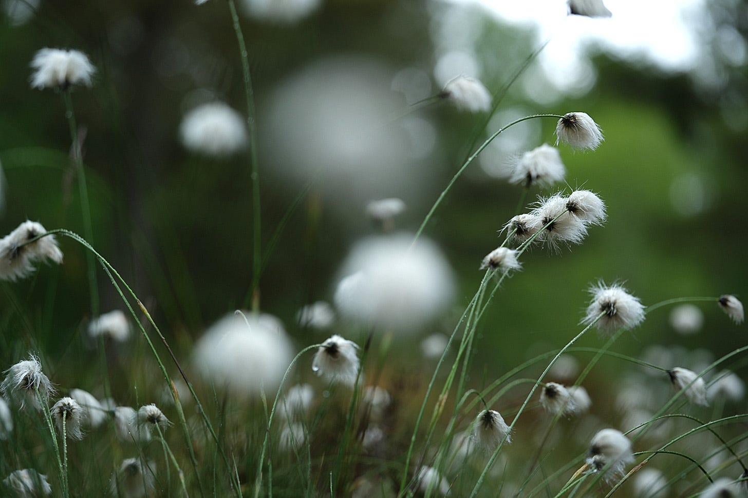 Fluffy white seedheads of Hare’s tail cotton grass (Eriophorum vaginatum)