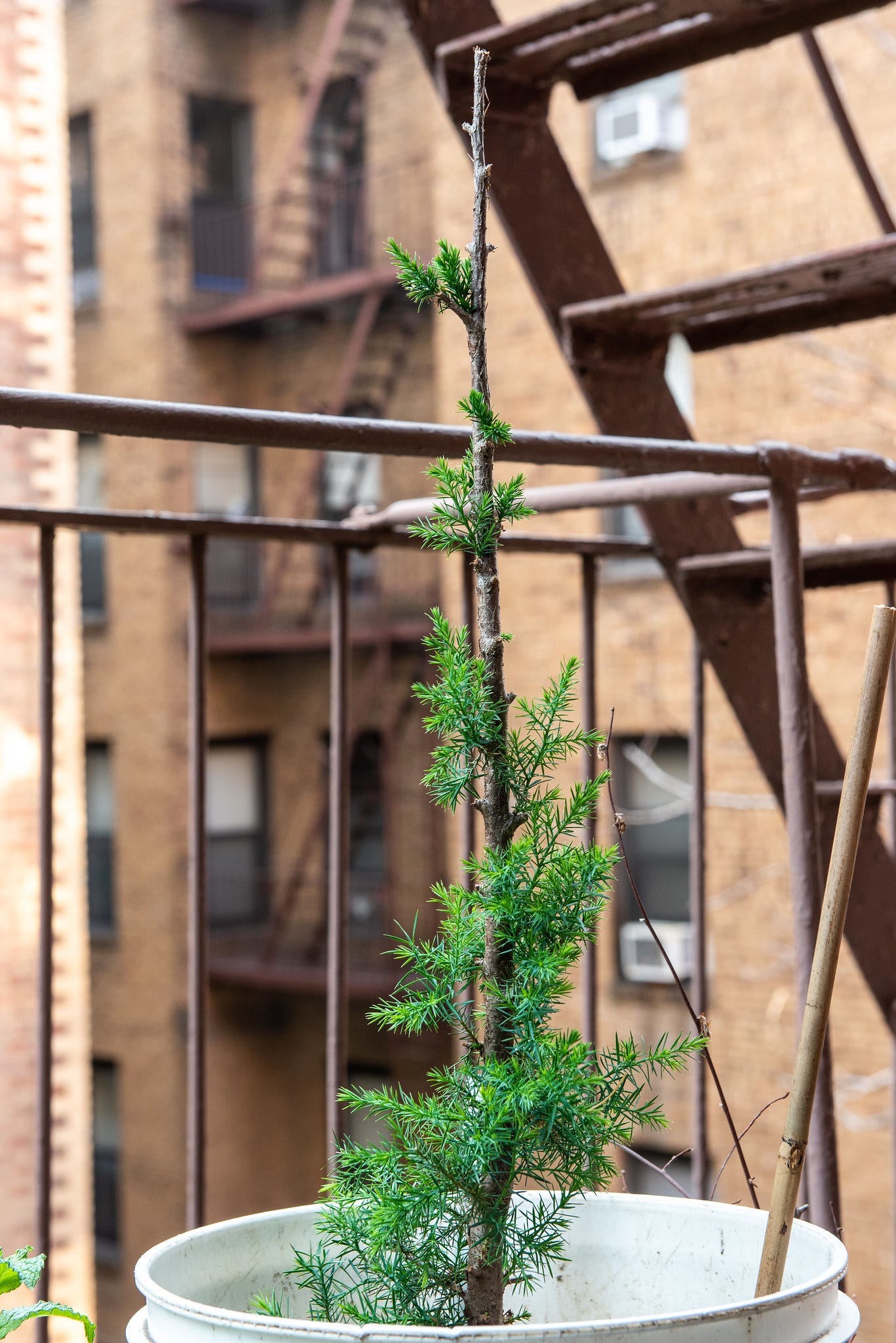 ID: Eastern red cedar tree in a large bucket on a fire escape.
