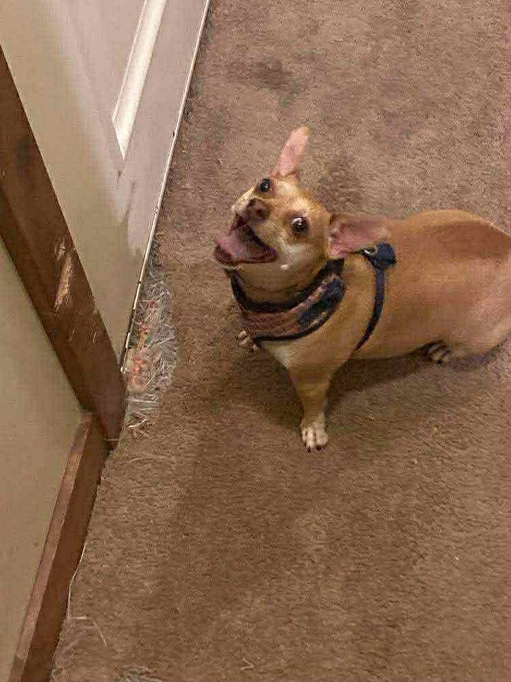 Ari's cute little dog Eponine.