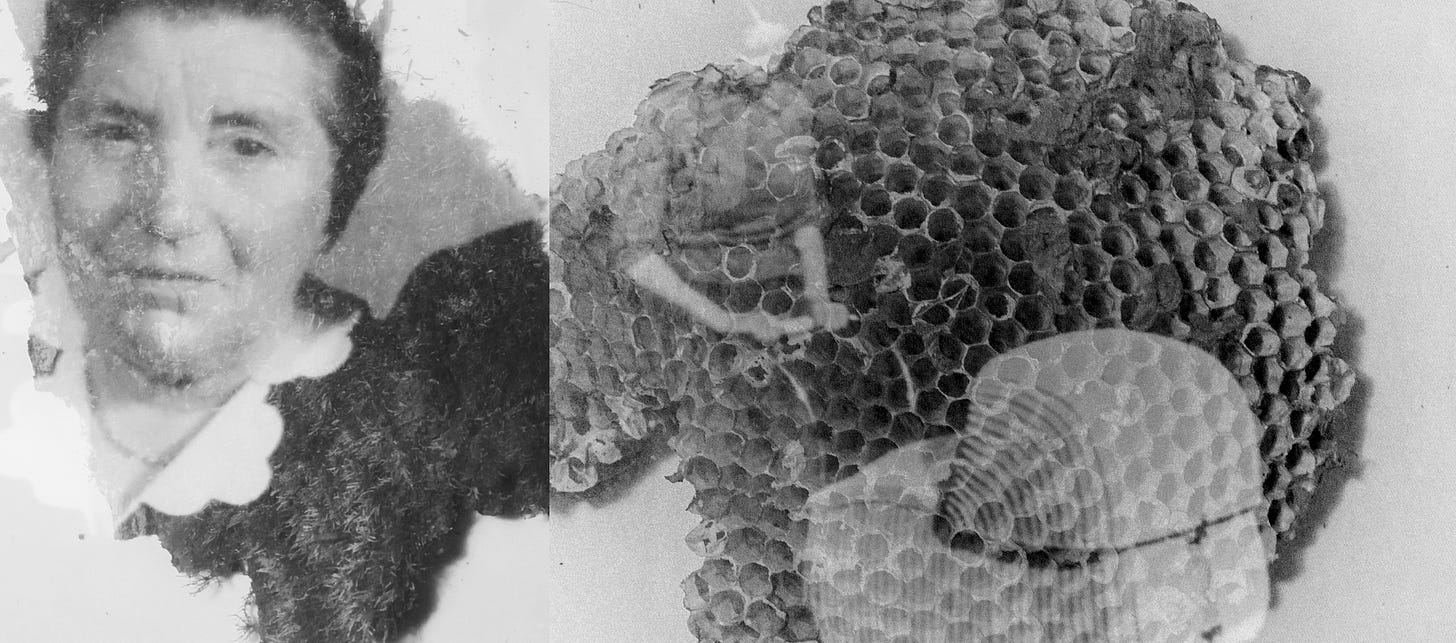 Left image is a face of an older woman superimposed with moss, on the right is a young woman pushing a stroller superimposed with a wasp nest.
