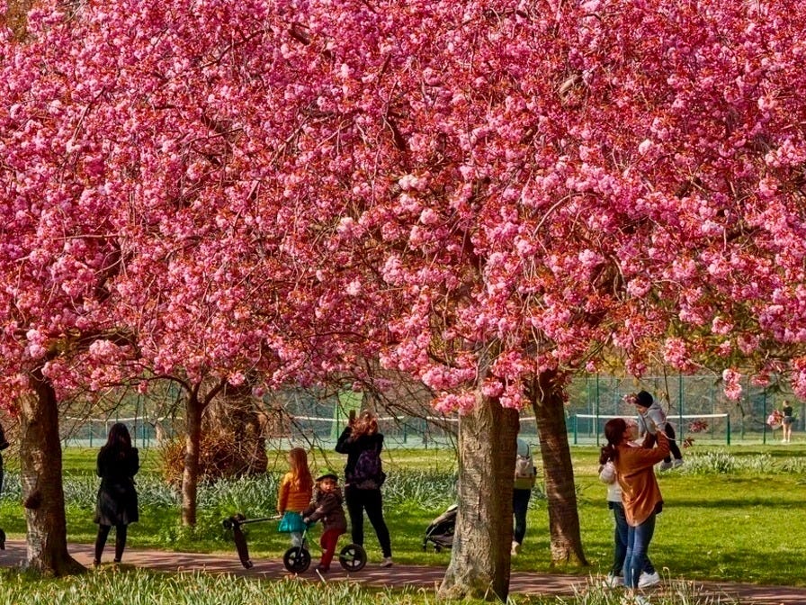 Blossoms at Greenwich Park