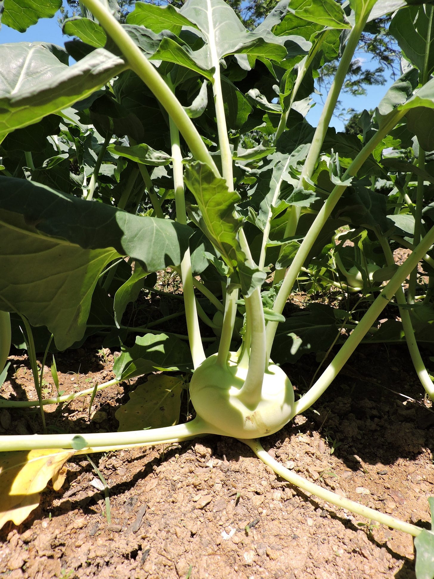  A kohlrabi in the ground 